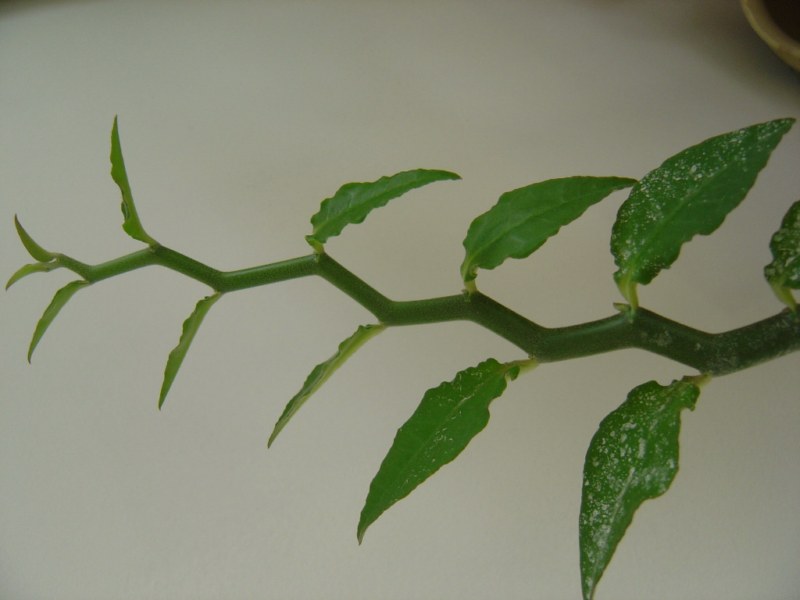 Pedilanthus tithymaloides synonyme Euphorbia tithymaloides 110812114616273948579829