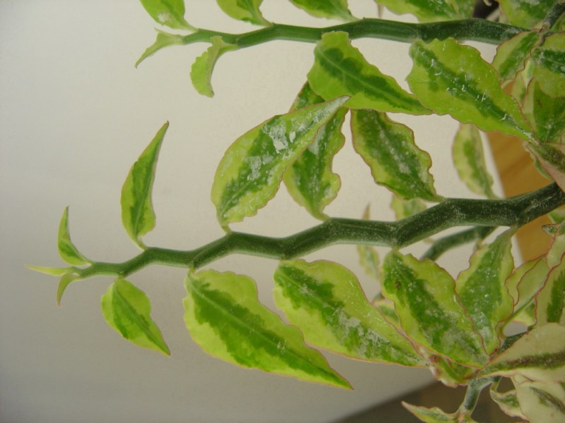 Pedilanthus tithymaloides synonyme Euphorbia tithymaloides 110812114616273948579830