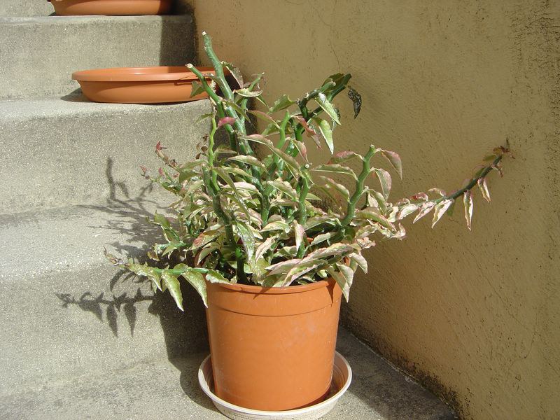 Pedilanthus tithymaloides synonyme Euphorbia tithymaloides 110812114617273948579833