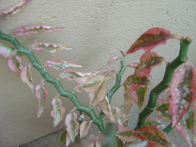 Pedilanthus tithymaloides synonyme Euphorbia tithymaloides 110812115111273948579844