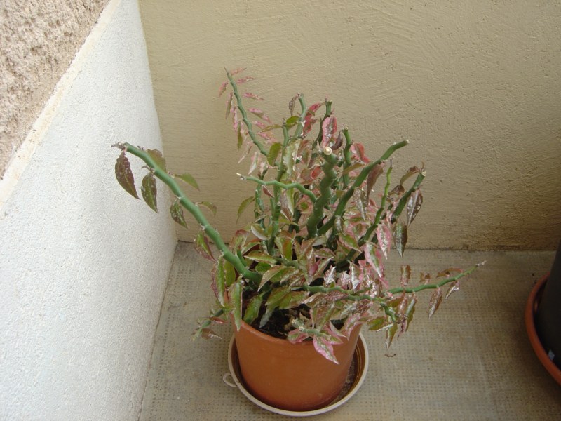 Pedilanthus tithymaloides synonyme Euphorbia tithymaloides 110812115112273948579845