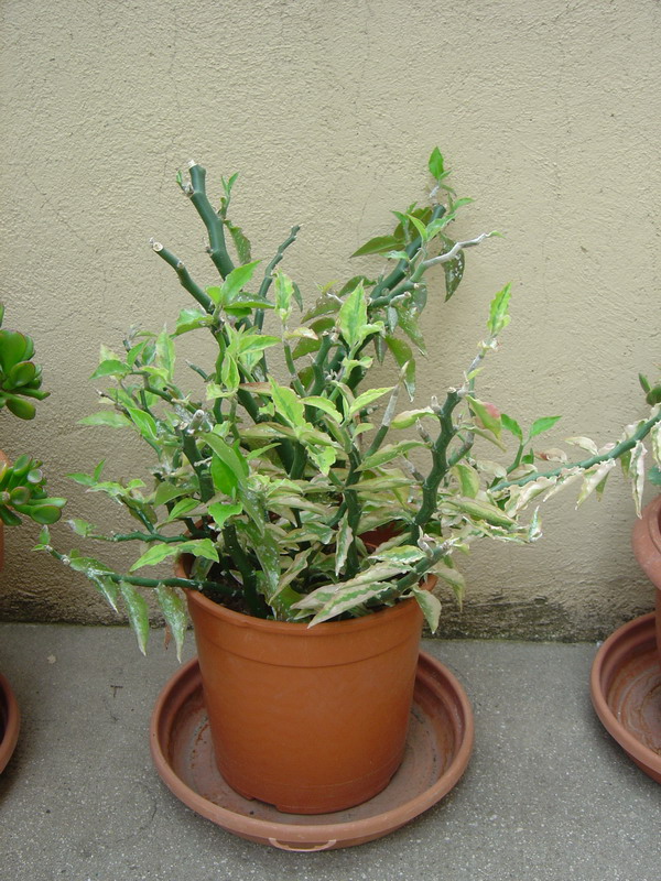 Pedilanthus tithymaloides synonyme Euphorbia tithymaloides 110812115112273948579846