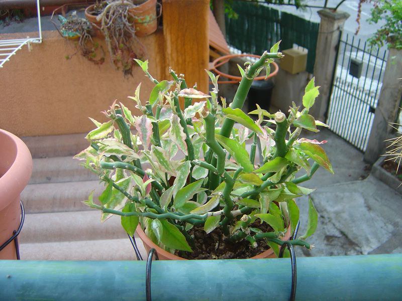 Pedilanthus tithymaloides synonyme Euphorbia tithymaloides 110812115112273948579847