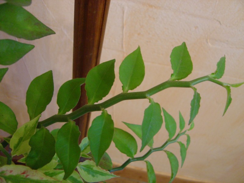 Pedilanthus tithymaloides synonyme Euphorbia tithymaloides 110812115114273948579853