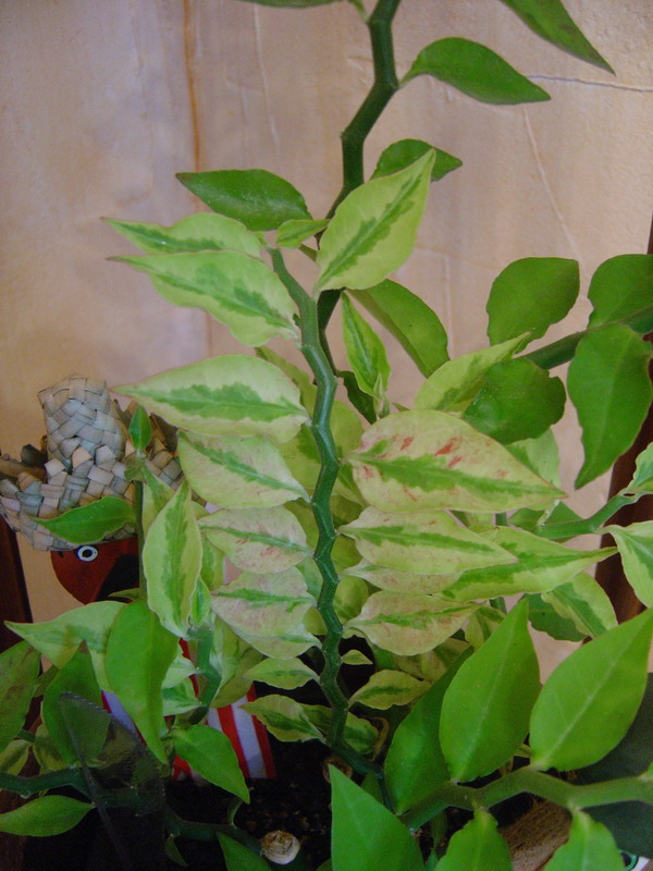 Pedilanthus tithymaloides synonyme Euphorbia tithymaloides 110812115114273948579854