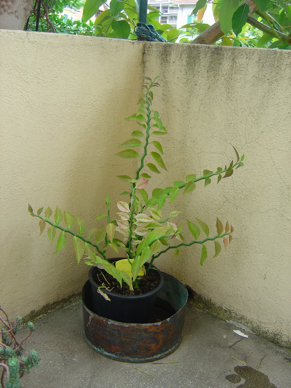 Pedilanthus tithymaloides synonyme Euphorbia tithymaloides 110812115251273948579856