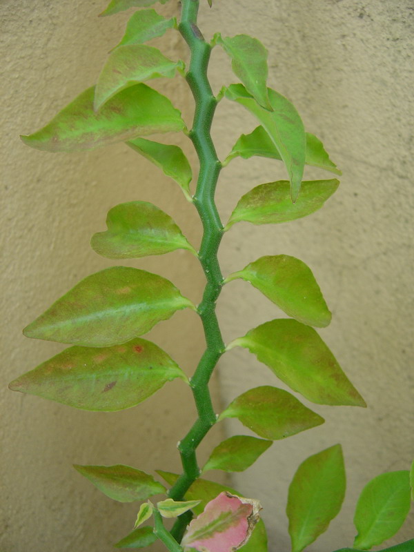 Pedilanthus tithymaloides synonyme Euphorbia tithymaloides 110812115252273948579858