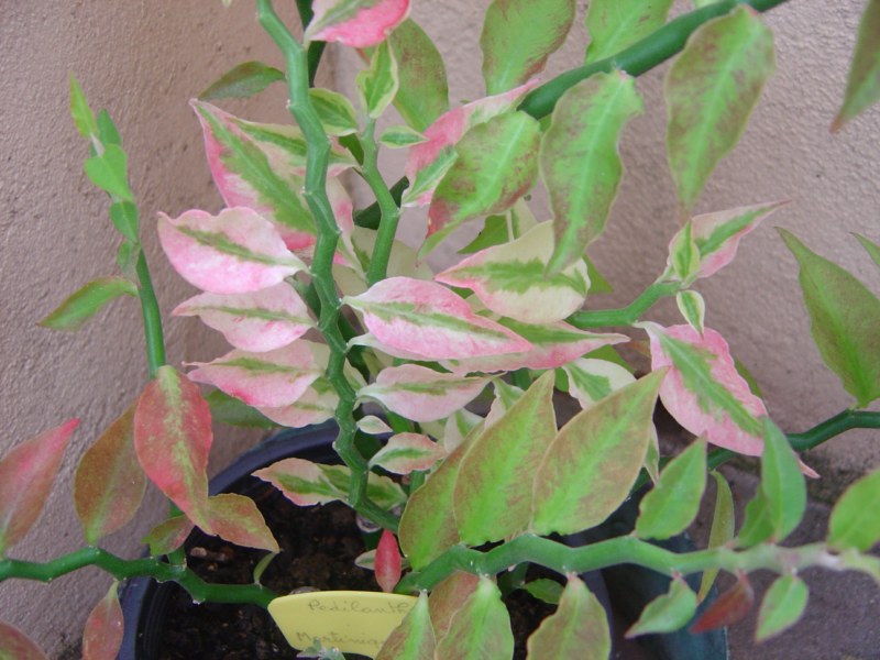 Pedilanthus tithymaloides synonyme Euphorbia tithymaloides 110812115252273948579859