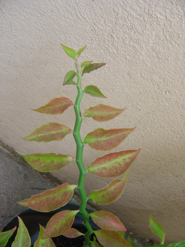 Pedilanthus tithymaloides synonyme Euphorbia tithymaloides 110812115252273948579860