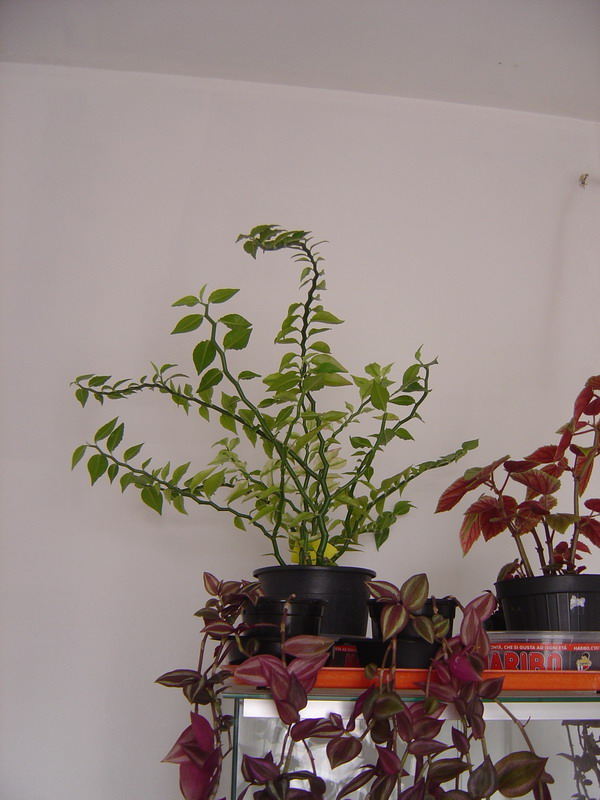Pedilanthus tithymaloides synonyme Euphorbia tithymaloides 110812115253273948579861