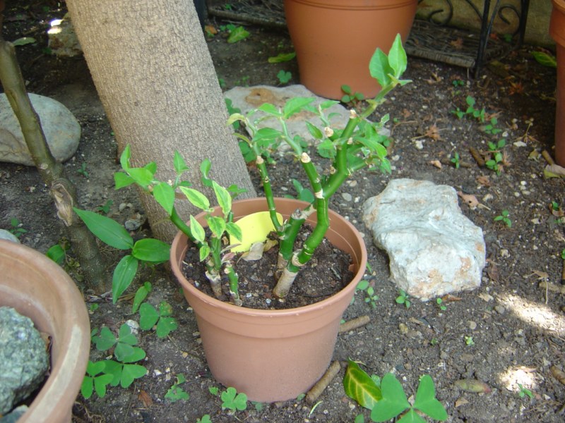 Pedilanthus tithymaloides synonyme Euphorbia tithymaloides 110812115253273948579864