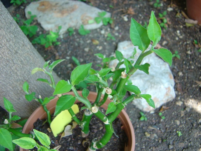 Pedilanthus tithymaloides synonyme Euphorbia tithymaloides 110812115254273948579865
