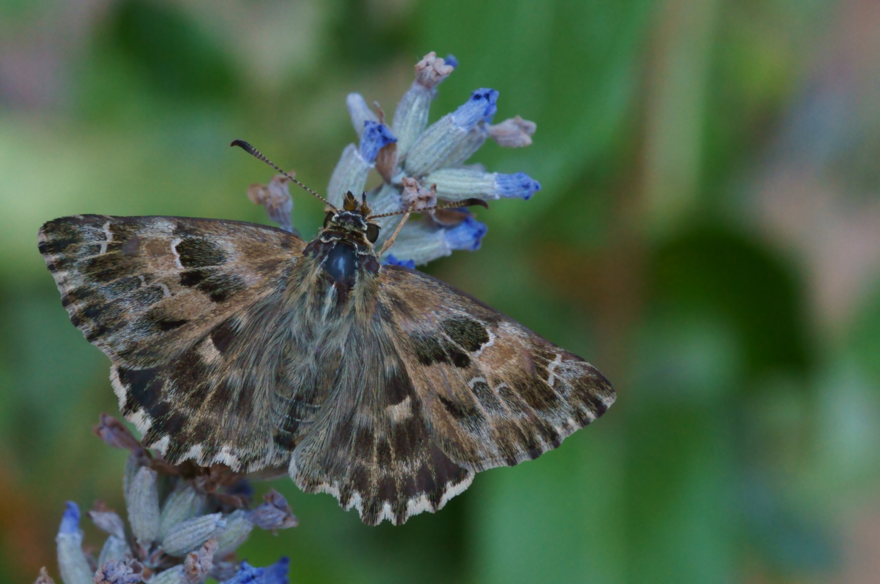 Photo DSC03300b180r49.2 Carcharodus alceae (La Grisette, l'Hespérie