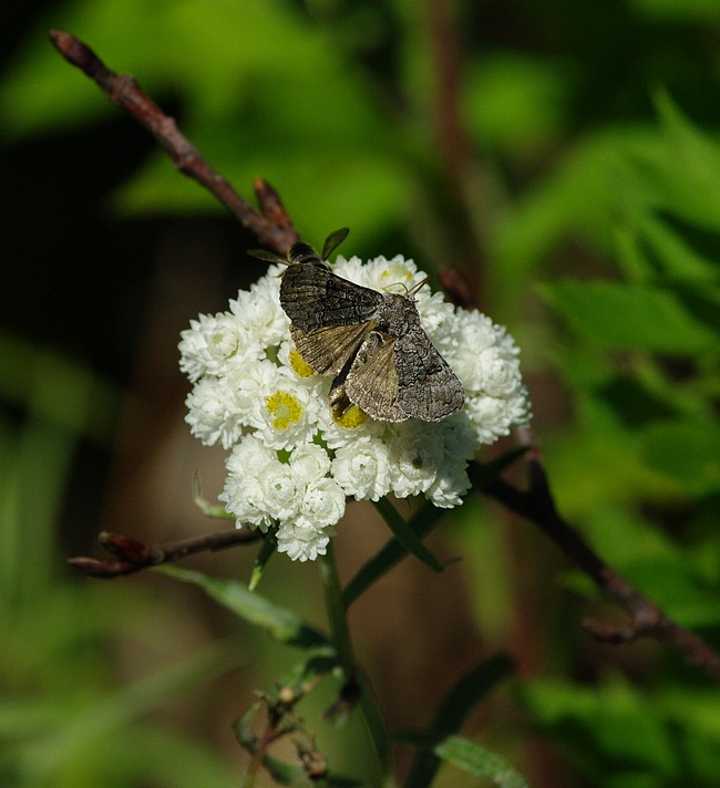 papillon  1108181259311290228602694