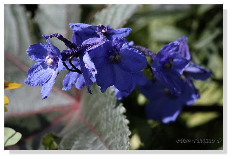 Fleurs Bleu 1101