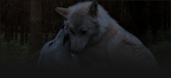 Forest Wolf [Partenaire] 110901083151889698677331