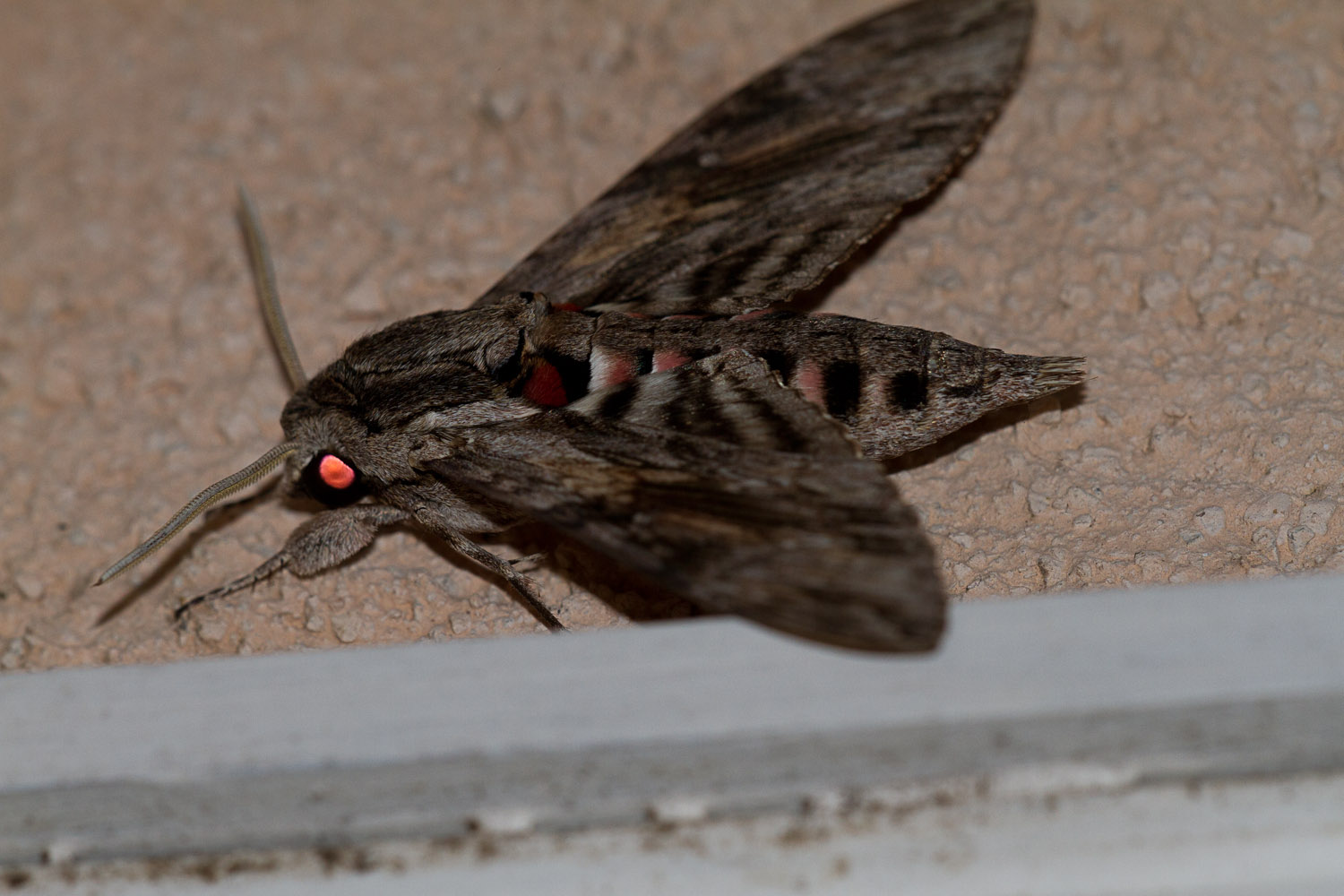 [Sphinx ligustri] l'oeil est bien rose - Le Monde des insectes