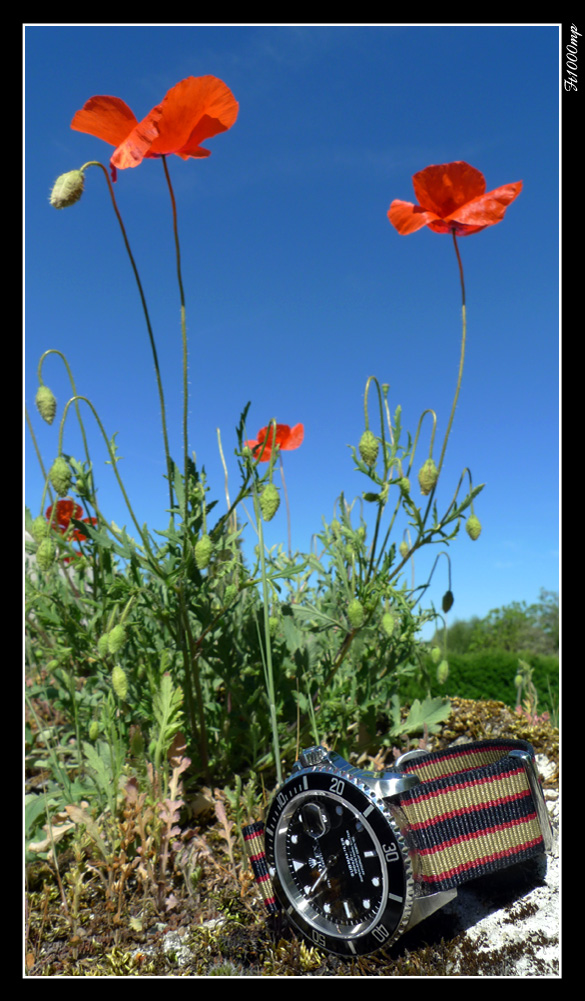Dites-le avec des fleurs... 1109280653031388898811027