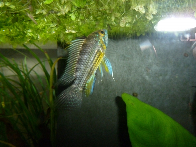 Apisto cacatuoides sauvage du Pérou 11100606425368698855225