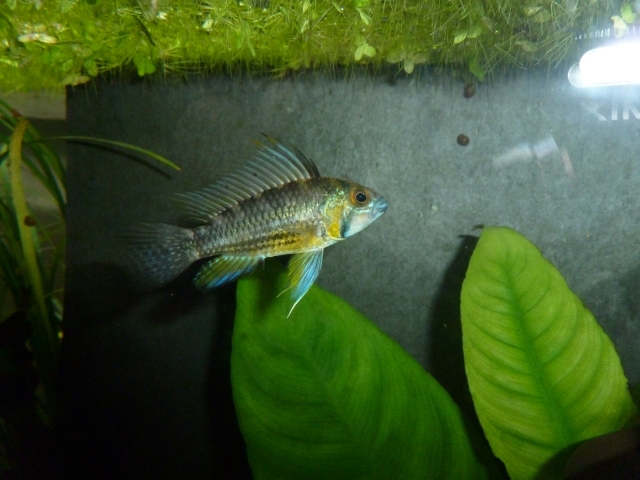 Apisto cacatuoides sauvage du Pérou 11100606432968698855227