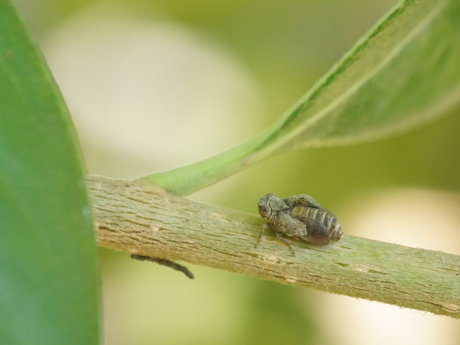 [Issidae] Issidae - larve ou adulte ? . - Le Monde des insectes