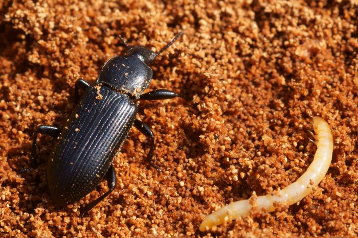 [Menephilus cylindricus] coléo et larve dans pin mort . - Le Monde des ...