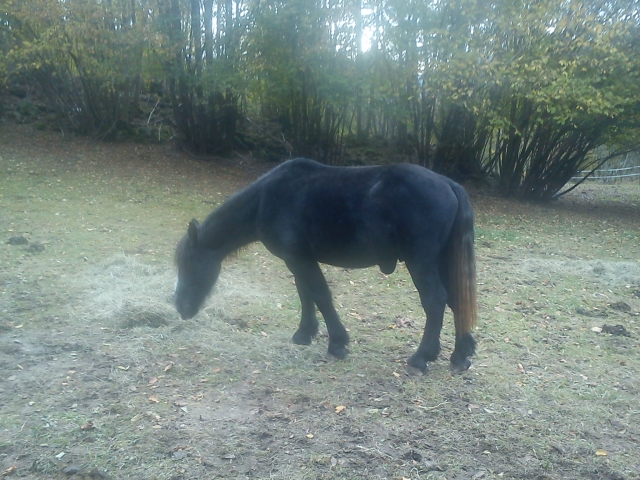 Voyou, percheron hongre  3 ans dept 58 à adopter et parrainer 111028074514682658970015