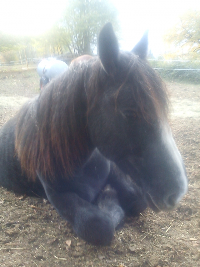 Voyou, percheron hongre  3 ans dept 58 à adopter et parrainer 111028074531682658970018