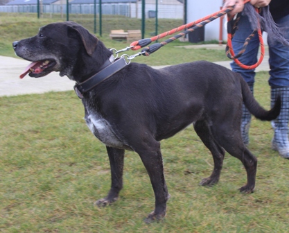 TINA  -  Labrador  8 ans   -  SPA  DE  DOUAI  (59) 11121407382036979178751