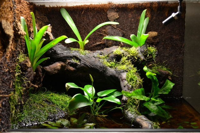 Petit  aquaterrarium - Page 2 111217053120943639190324