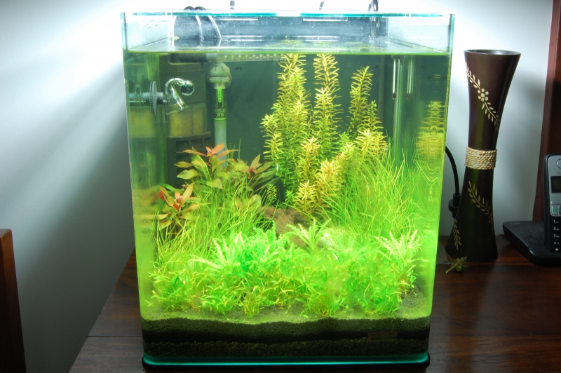 96L planté et 2 Nano Cube 30 litres (hollandais+iwagumi) - Page 2 1201080830361078569276073