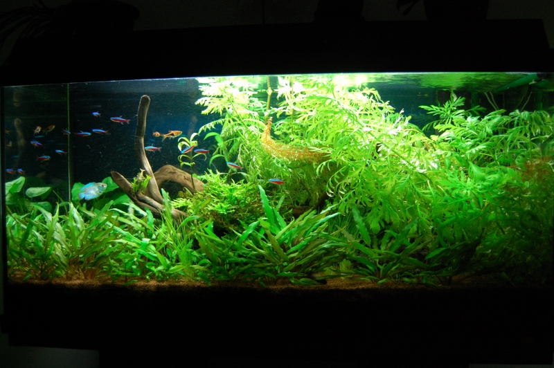 96L planté et 2 Nano Cube 30 litres (hollandais+iwagumi) 1201080852311078569276133