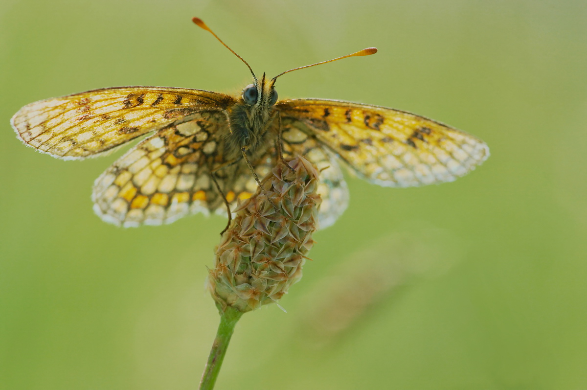 3-Papillon Contre Jour