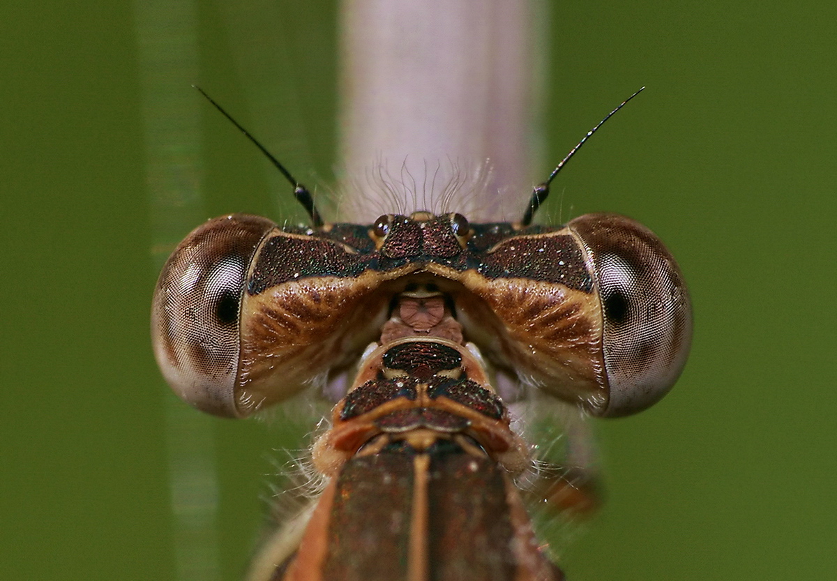 Yeux de demoiselle-Version Arnold