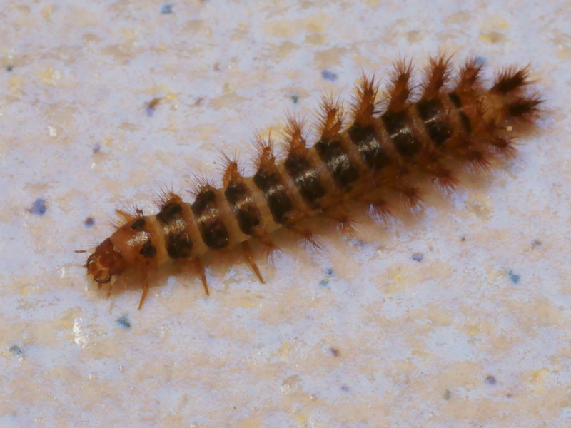 DSC03991R1-b286-080r49.3 - Drilus flavescens [Drilidae - ColÃ©optÃ¨res - Insectes] - larve (Lc 20 mm) - ENR 100