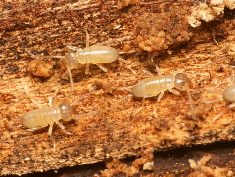 DSC09526R1-b345-075r47.3 - Forficula auricularia (perce-oreille) [Forficulidae - DermaptÃ¨res - Insectes] - larves (Lc 3,0 mm) dans billot bois en dÃ©composition