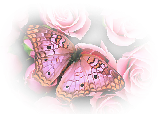 papillon sur rose (tu