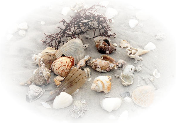 coquillages sur plage