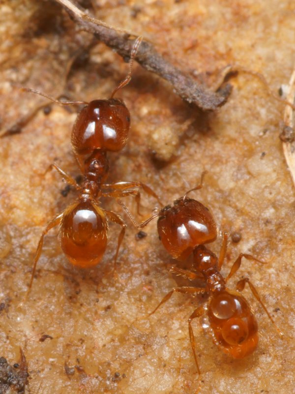 DSC09825R1-h262-080r485.3 - Pheidole pallidula (fourmis) [Formicidae - HymÃ©noptÃ¨res - Insectes] - soldats (3,9 mm) en colonie, sous pierre humide