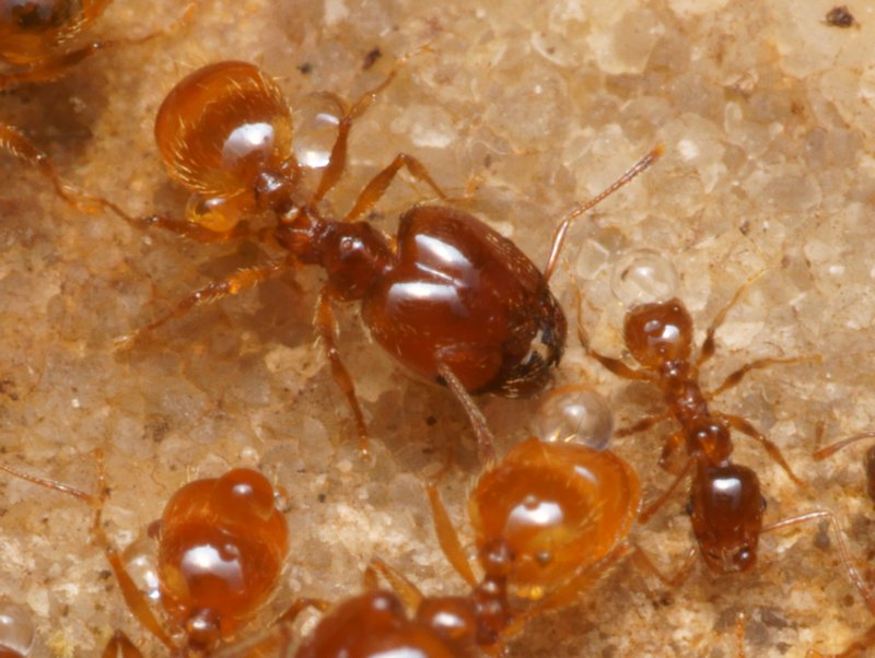 DSC09823R2-b202-080r485.3 - Pheidole pallidula (fourmis) [Formicidae - HymÃ©noptÃ¨res - Insectes] - soldat (3,9 mm) & ouvriÃ¨re (2,5 mm) en colonie, sous pierre humide