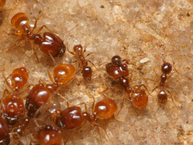 DSC09823R1-b334-080r48.3 - Pheidole pallidula (fourmis) [Formicidae - HymÃ©noptÃ¨res - Insectes] - soldats (3,9 mm) & ouvriÃ¨res (2,5 mm) en colonie, sous pierre humide