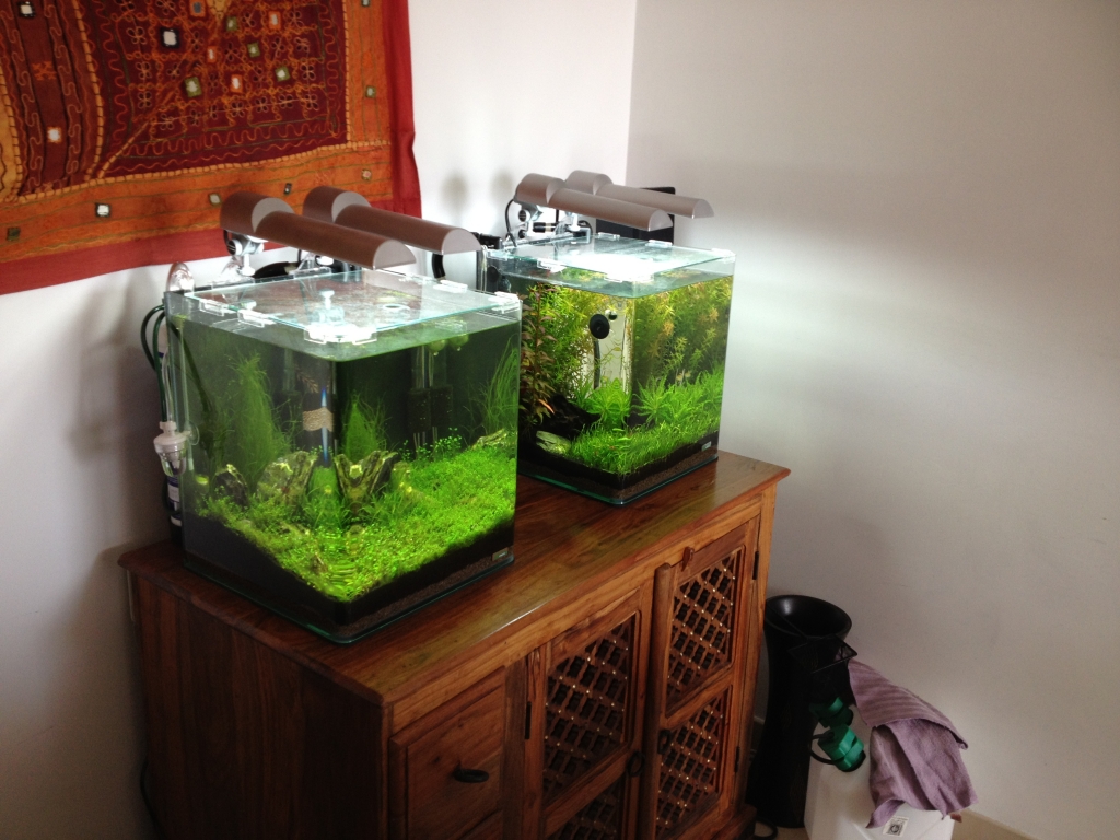 96L planté et 2 Nano Cube 30 litres (hollandais+iwagumi) - Page 4 1203110308041078569563431