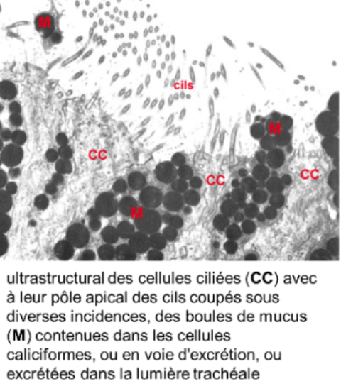 16cell ciliÃ©es