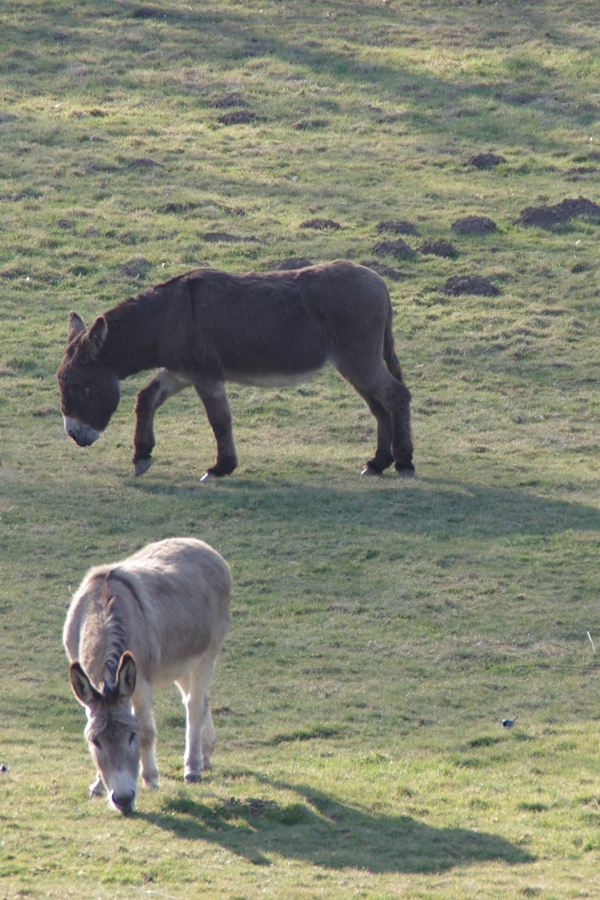 Animaux de la ferme / Chevaux - Page 34 1203170700171436699593764