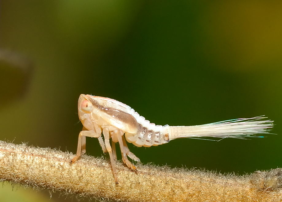 planthoppers