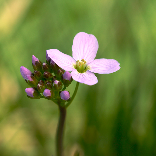 cardamine 120323043111984889619580