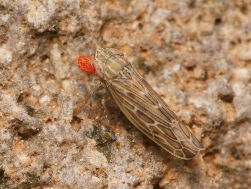 DSC10343R1-b199-080r485.3 - .. .. (cicadelle) [Cicadellidae - HomoptÃ¨res - Insectes] - adulte (4,1 mm), au sol (garrigue), parasitÃ©e par acarien (0,8 mm)