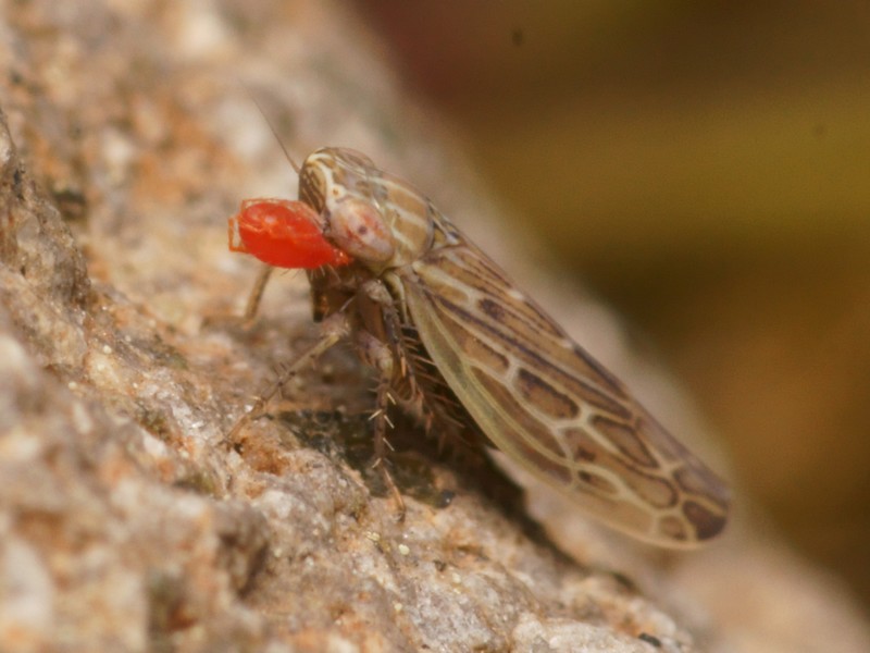 DSC10341R1-b159-080r49.3 - .. .. (cicadelle) [Cicadellidae - HomoptÃ¨res - Insectes] - adulte (4,1 mm), au sol (garrigue), parasitÃ©e par acarien (0,8 mm)