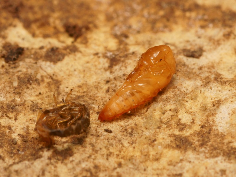 DSC09629R1-b239-080r49.3 - .. .. (staphylin) [Staphylinidae - ColÃ©optÃ¨res - Insectes] - nymphe (v. ventr. ; 5,2 x 1,9 mm) - ER 420 (garrigue, larve sous agave morte)