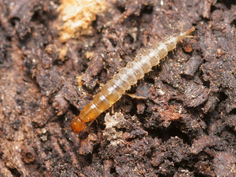 DSC09225R1-b229-080r475.3 - .. .. (staphylin) [Staphylinidae - ColÃ©optÃ¨res - Insectes] - larve (Lc 9,3 mm), sous agave morte (garrigue) - ER 420